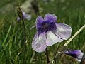 Lentibulariaceae - Pinguicula vulgaris
